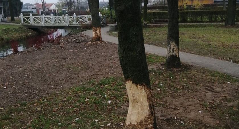 Dostali zgodę na odstrzał bobrów