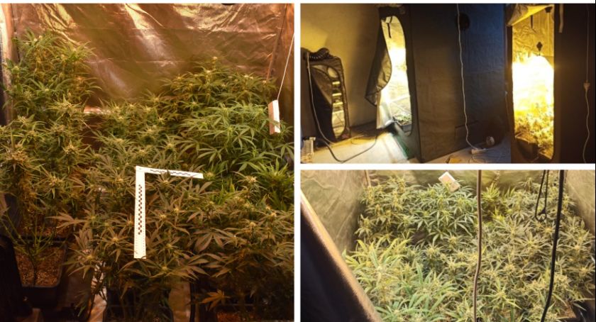 Uprawa konopi i gotowa marihuana w domu jednorodzinnym – Zatrzymany mężczyzna