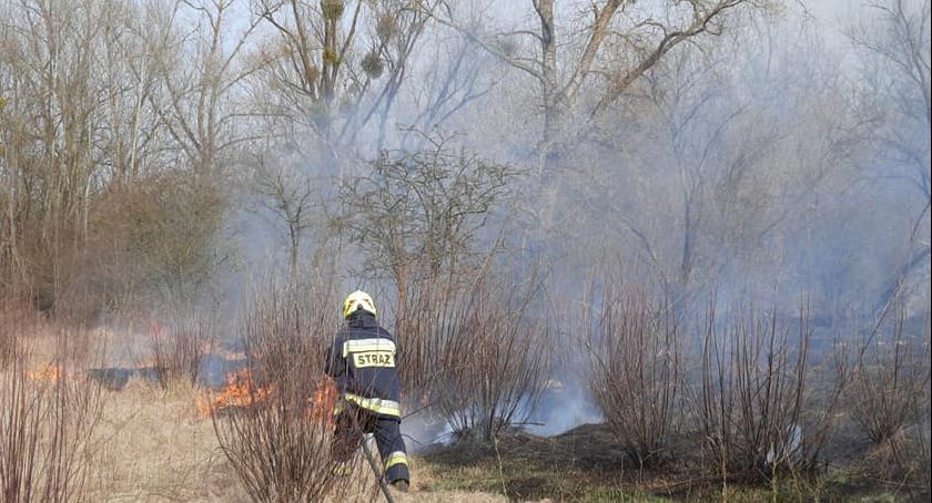 Płoną trawy i krzewy