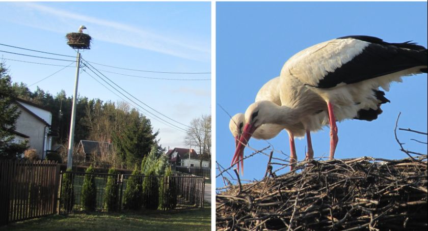 Kajtek i Wandzia wrócili do gniazda 