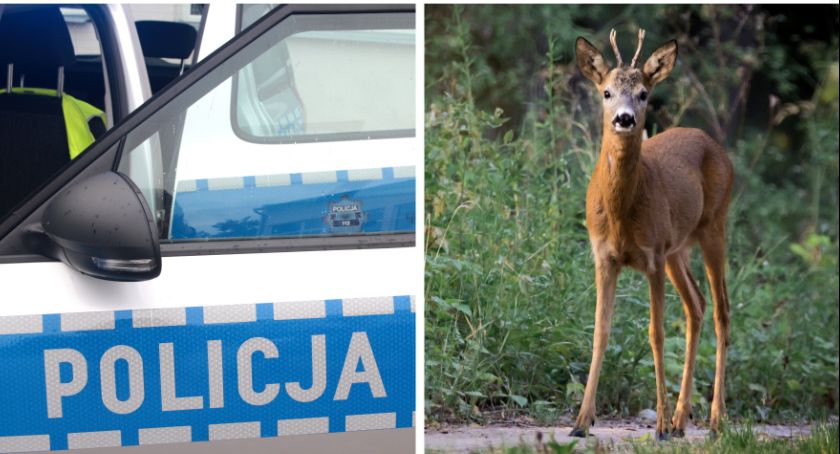 Skuter uderzył w sarnę – Uwaga na dzikie zwierzęta!