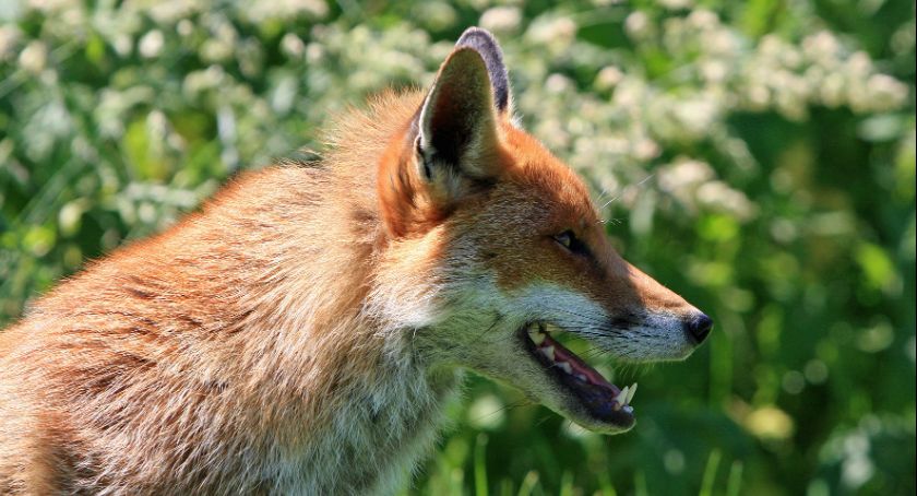 Kolejne przypadki wścieklizny u lisów – Jak postępować po pokąsaniu przez zwierzęta?