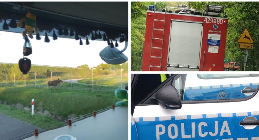 Łoś biegał po S17 – Zwierzęciu pomogli strażacy i policjanci