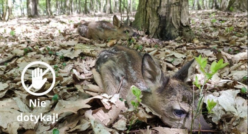 Młode zwierzęta w lesie i nie tylko – Jak się zachować?