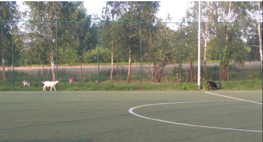 Dzieci w domach, a na boisku pasą się kozy