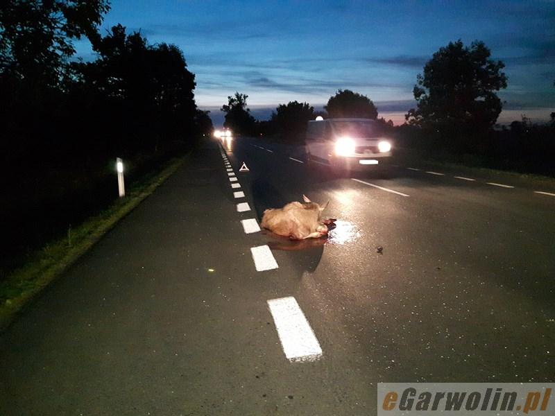 DK 17: Łoś wtargnął pod BMW