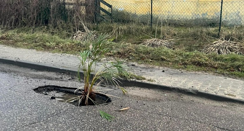 W dziurze na Wspólnej posadzili palmę! 
