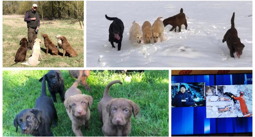 Psy do zadań specjalnych i dla rodziny – Labrador Retriever i Chesapeake Bay Retriever