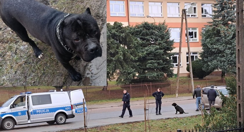 Agresywny pies biegał bez kagańca i smyczy – Schwytali go policjanci