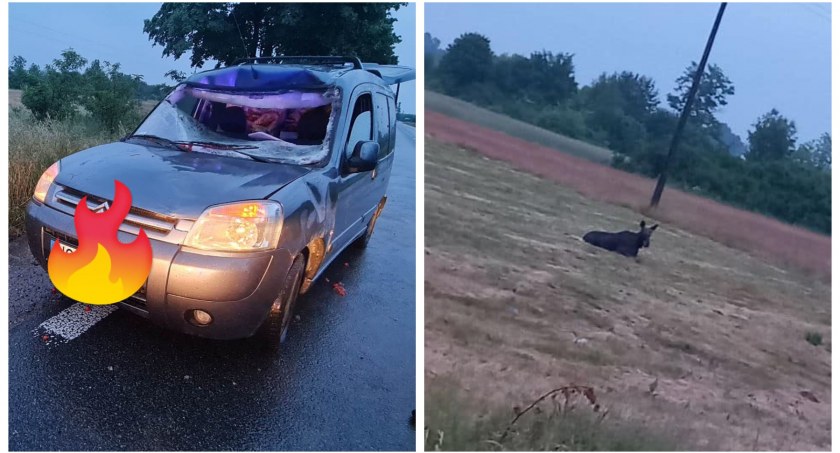 Wypadek – Zderzenie osobówki z łosiem