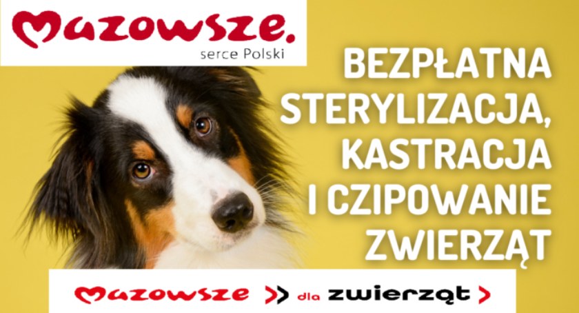 Gmina Wilga - Bezpłatna sterylizacja, kastracja i czipowanie zwierząt