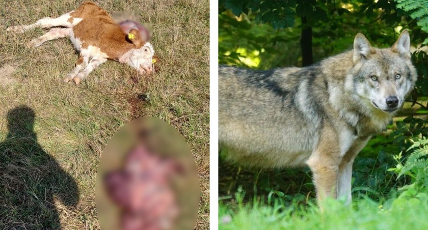 To wilk zaatakował i zagryzł cielę? Hodowca ostrzega innych