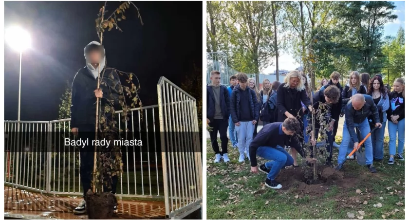 Wyrwał drzewko i pochwalił się na Snapie – To wandalizm!
