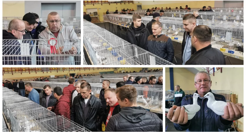 Trwa XII Wystawa Gołębi w Garwolinie ZDJĘCIA