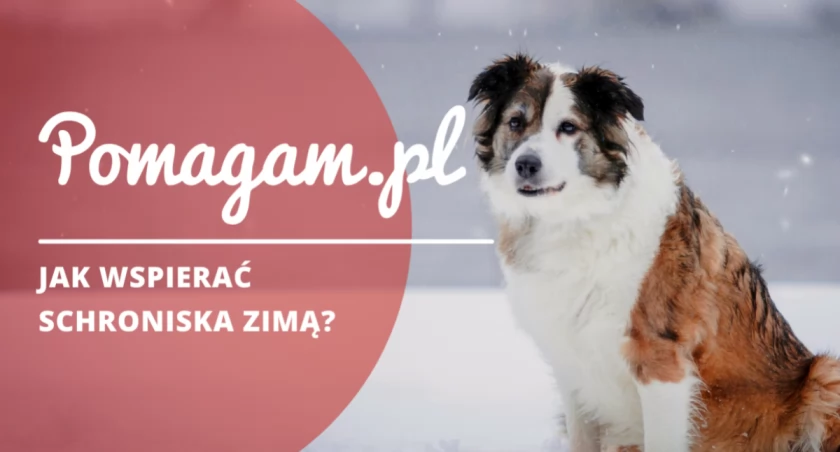 Zima to najtrudniejszy czas dla schronisk! Dowiedz się, jak pomagać 