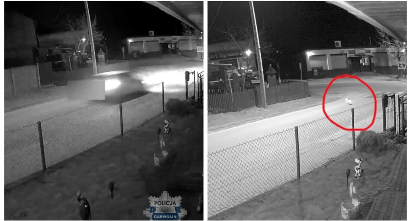 Dyskoteka, kłótnia z koleżanką, kolizja i uciekający kot – Zobaczcie to VIDEO
