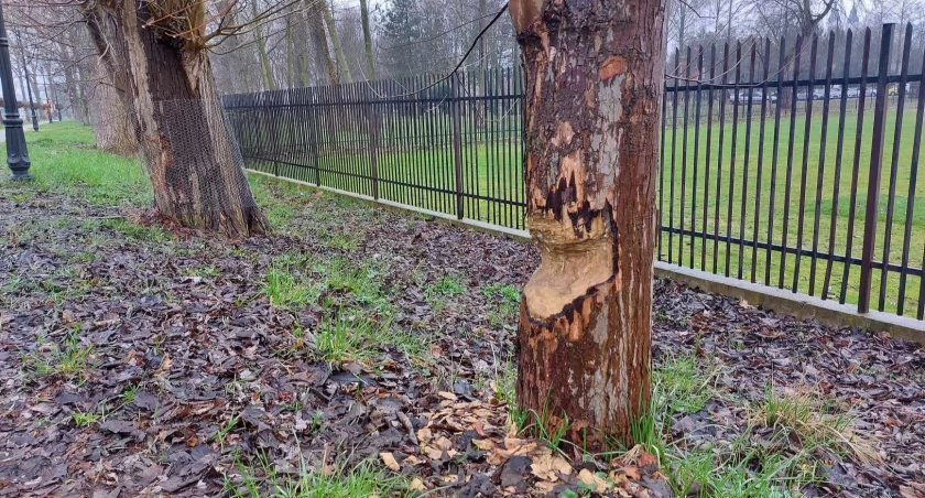 Bobry podgryzają drzewa