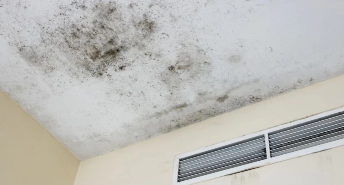 Jak zapobiec rozwojowi pleśni po zalaniu? Najlepsze praktyki i porady