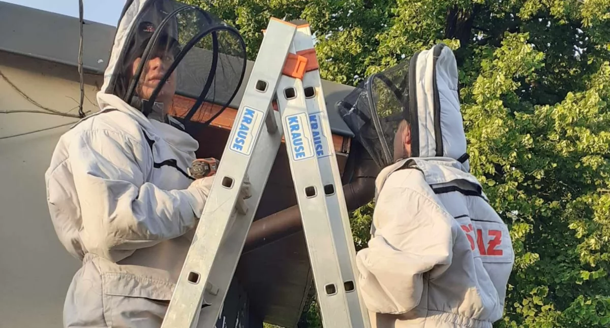 Osy i szerszenie - Coraz więcej wyjazdów strażaków! Apel o rozsądek i odpowiedzialność!