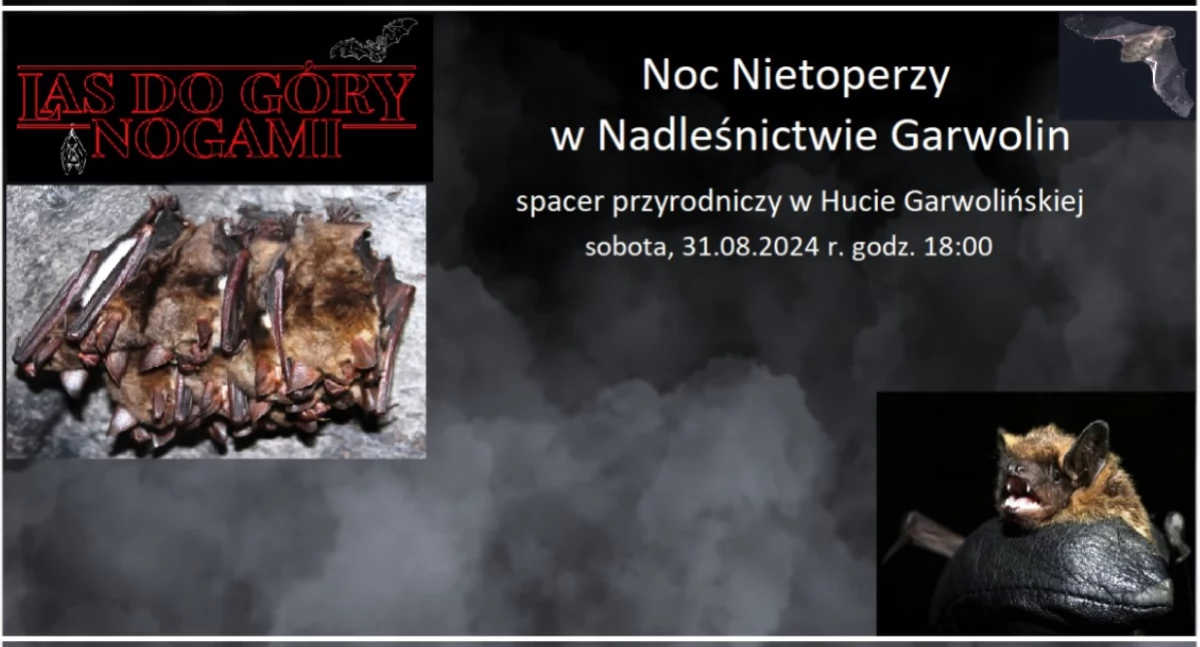 Noc Nietoperzy w Nadleśnictwie Garwolin
