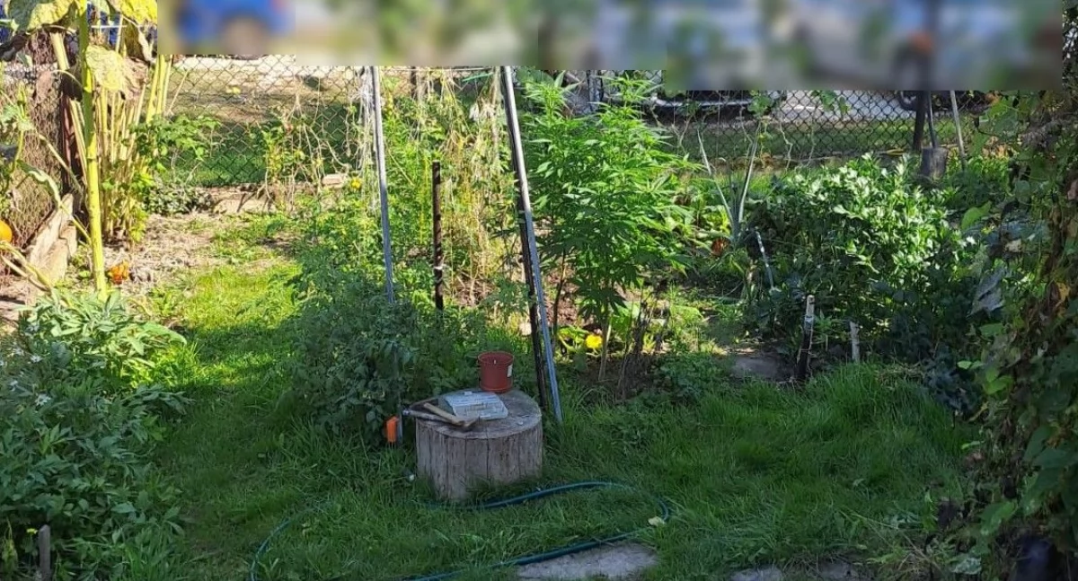 Amfetamina w regale, konopie w ogródku