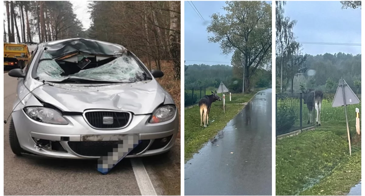 Dzikie zwierzę nie ustąpi pierwszeństwa! Kierowco, zwiększ ostrożność!