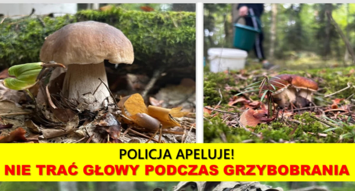 Rośnie liczba zaginięć podczas grzybobrania! Apel policji i kilka zasad!