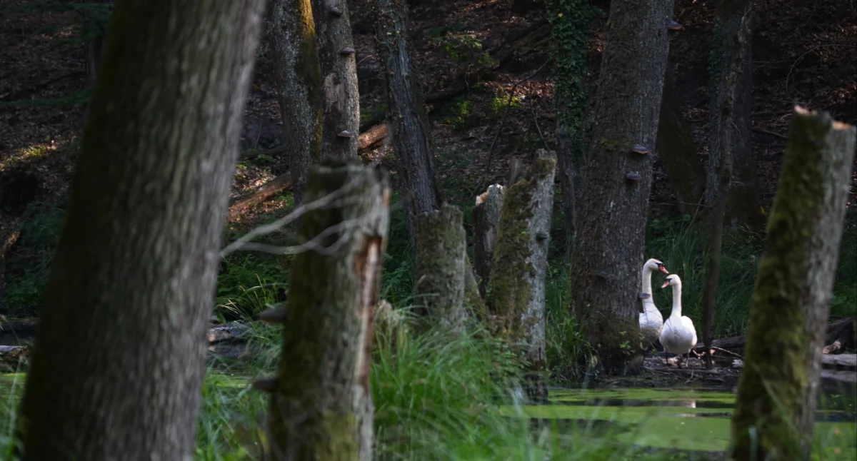 Dębczyna Dewajtis - nowy rezerwat przyrody w Nadleśnictwie Garwolin