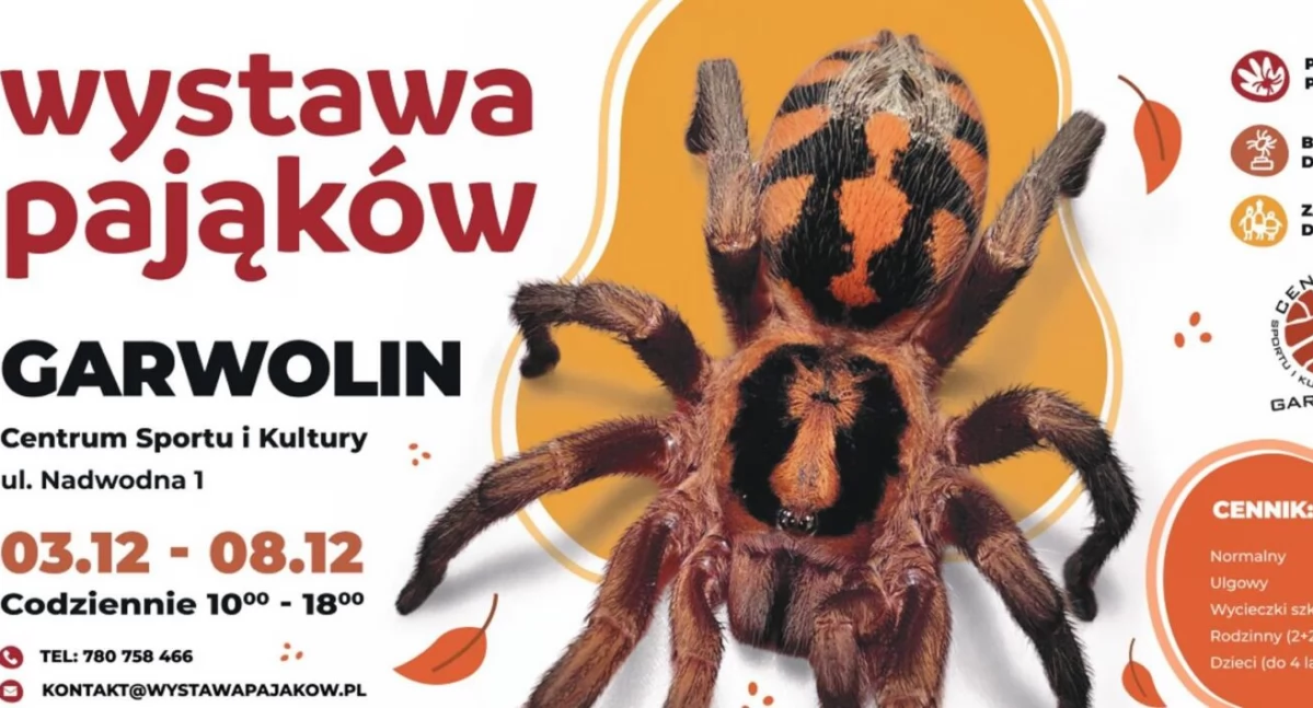 Wystawa pająków i nie tylko! Weź na rękę ptasznika i zrób sobie fotkę!