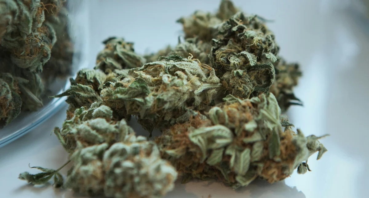 Medyczna marihuana – w jakich przypadkach można ją stosować?
