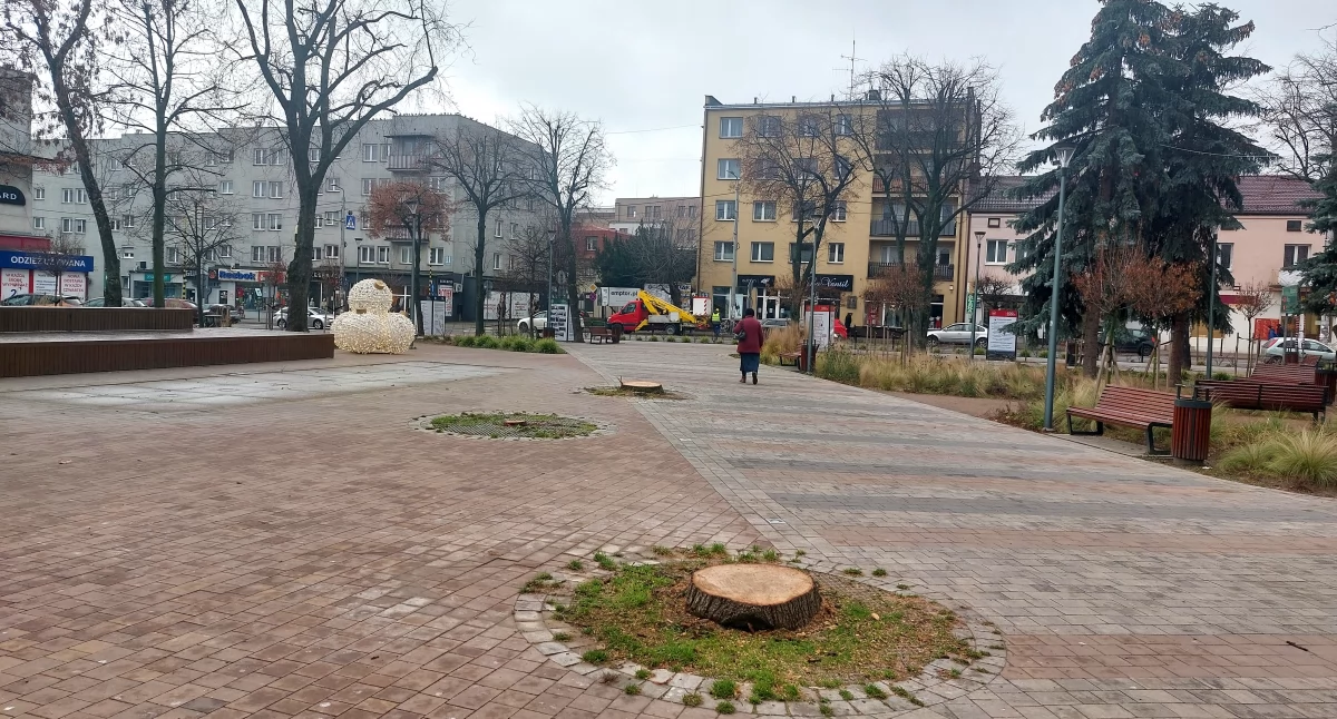 Wycięto trzy drzewa na Skwerze Solidarności – Mieszkańcy pytają dlaczego
