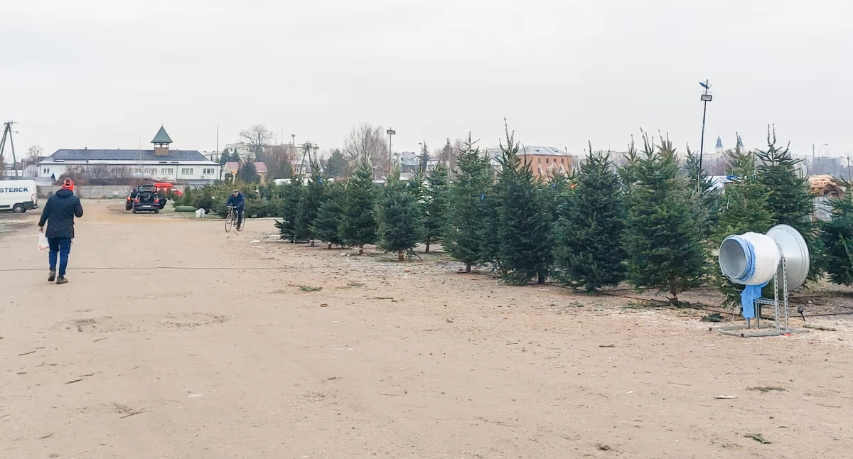 Zmiana lokalizacji sprzedaży choinek. Na targowisku w Garwolinie dochodziło do konfliktów, a nawet bójek