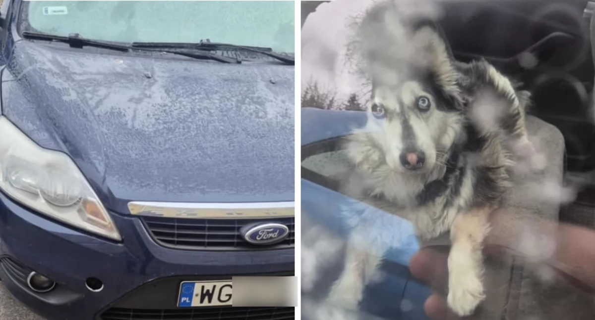 W mroźny dzień zostawiła psa w samochodzie - Interweniowała policja