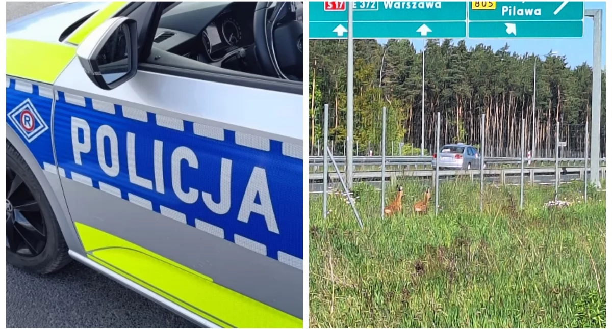 Kierowca uderzył w sarnę na S17! Internauci ostrzegają przed zwierzętami na drogach