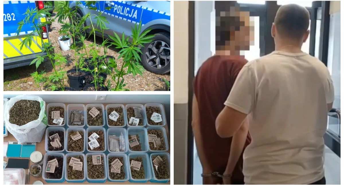 Nielegalna plantacja konopi i 1,5 kg marihuany! Akcja policji i areszt dla 29-latka VIDEO