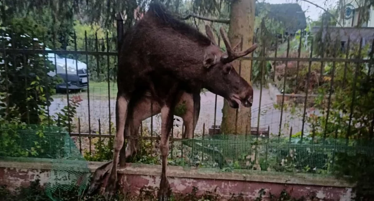 Łoś zawisł na ogrodzeniu - Zwierzę nie przeżyło