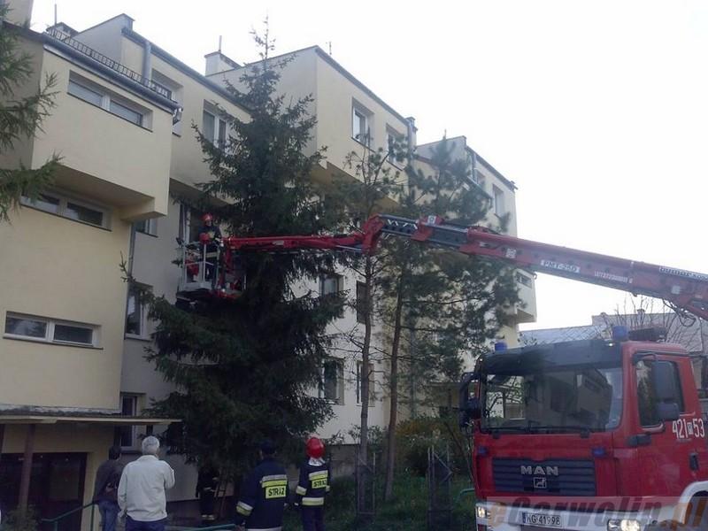 Strażacy uratowali uwiezioną w rynnie kawkę 