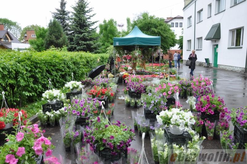 Kwiatowy kiermasz przy urzędzie pracy