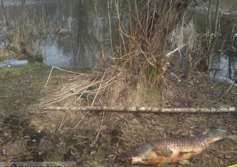 Gm. Garwolin: Śnięte ryby w Wildze! Nie wchodźcie do wody!