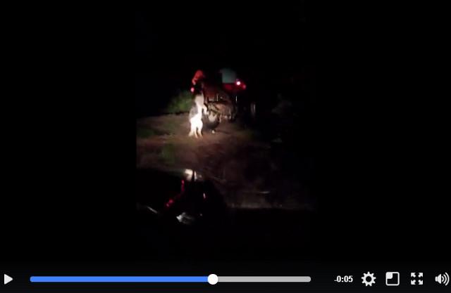 Poszukiwany sprawca zamordowania psa! Uwaga, drastyczne video!