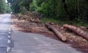 Wycinka drzew przy S17 nie jest związana z zamknięciem Czarnej Drogi