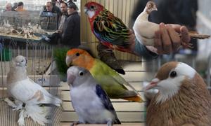 VII Wystawa Gołębi Rasowych Ozdobnych w Garwolinie otwarta
