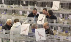 Garwolin: VI Wystawa Gołębi Rasowych i Ozdobnych otwarta