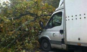DK nr 17: Drzewo runęło wprost pod nadjeżdżające iveco. Kierowca nie wyhamował