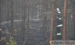 Gm. Garwolin: pożar 5 hektarów lasu gasi 14 zastępów straży