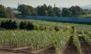Szukają gruntów na terenie powiatu pod plantację topoli