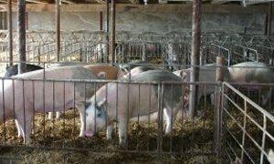 Protest w gm. Sobolew: Mieszkańcy nie chcą budowy tuczarni
