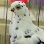 IV Wystawa Gołębi Rasowych i Ozdobnych już za miesiąc