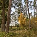 Wnioski na wiosenne zalesienie gruntów