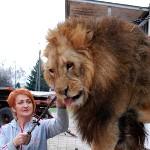 Wygraj wejściówki! Cyrk Kaskada i lew Lord zapraszają!